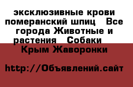 эксклюзивные крови-померанский шпиц - Все города Животные и растения » Собаки   . Крым,Жаворонки